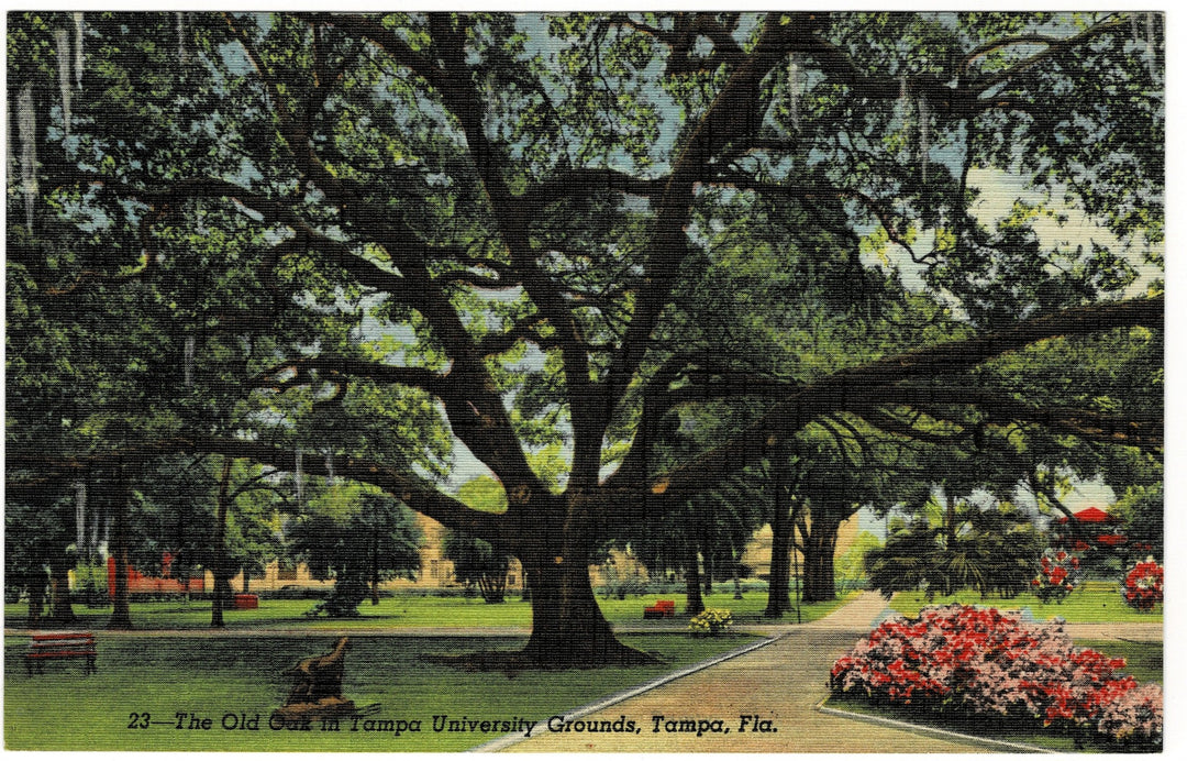 1947 Tampa University Old Oak Tree Florida Vintage Postcard.