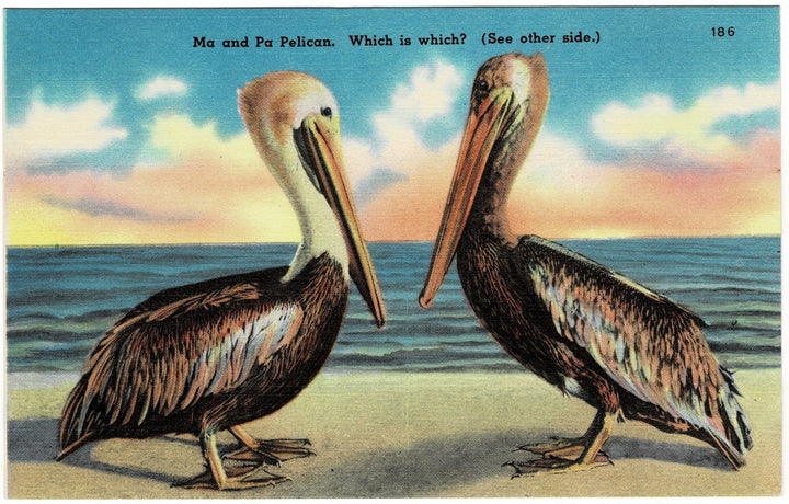 Vintage postcard.