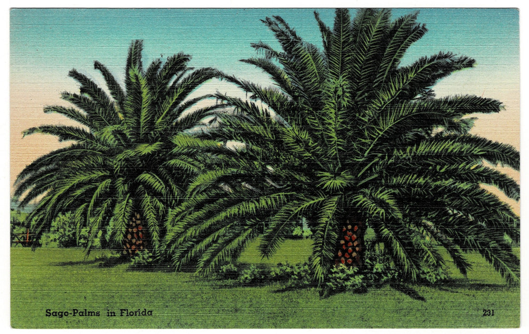 Vintage postcard.