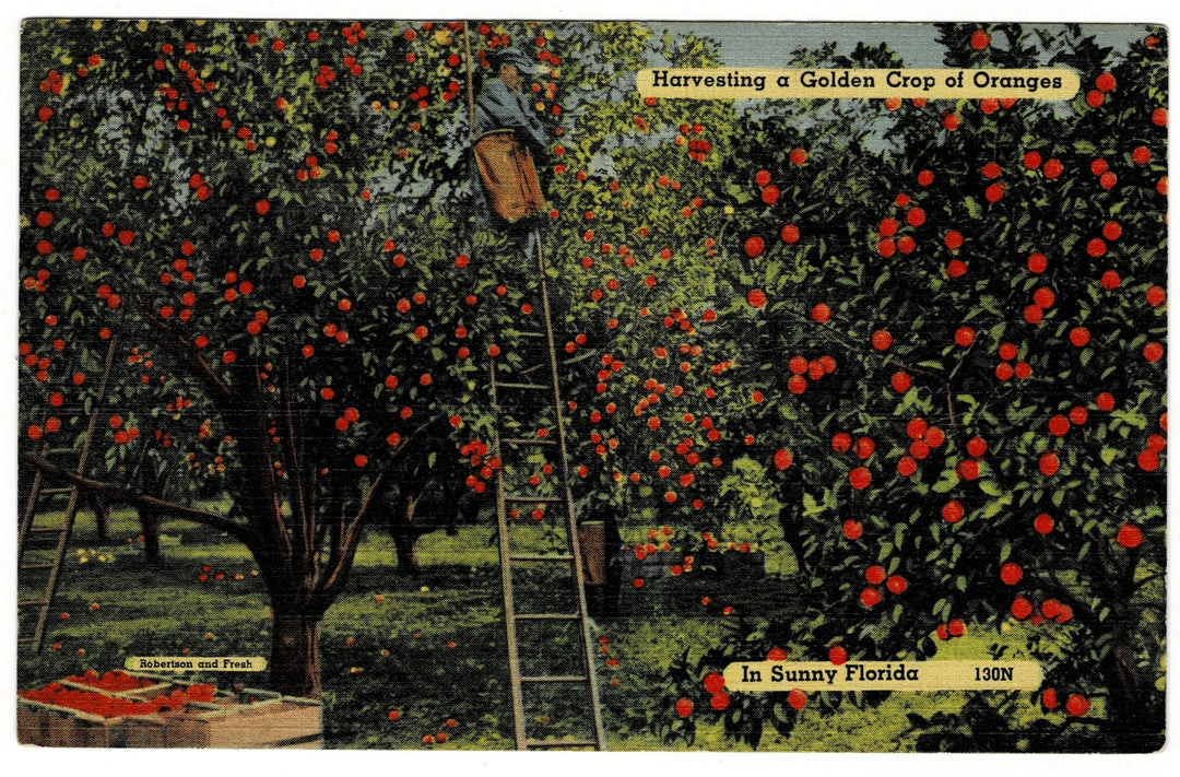 Vintage postcard.