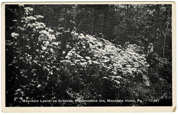 Vintage Postcard.