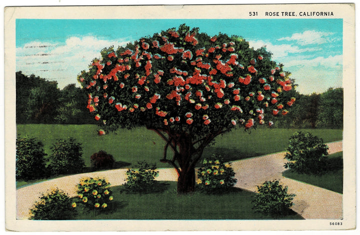 Vintage postcard.