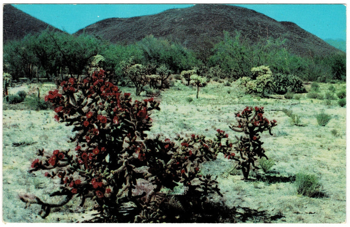 1950s Red Staghorn Cholla Arizona Desert Scene Vintage Postcard.