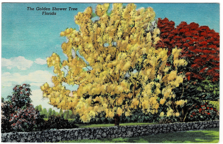 1941 Blossoming Golden Shower Tree Florida Vintage Flora Postcard.