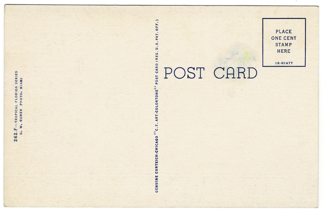 1941 Blossoming Golden Shower Tree Florida Vintage Flora Postcard.