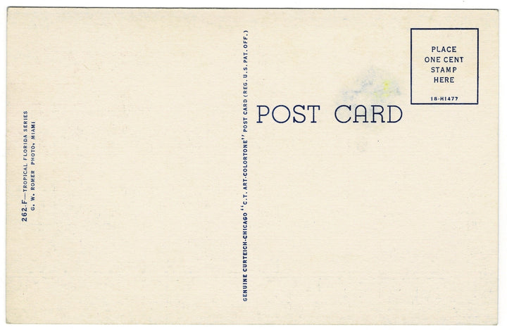 1941 Blossoming Golden Shower Tree Florida Vintage Flora Postcard.