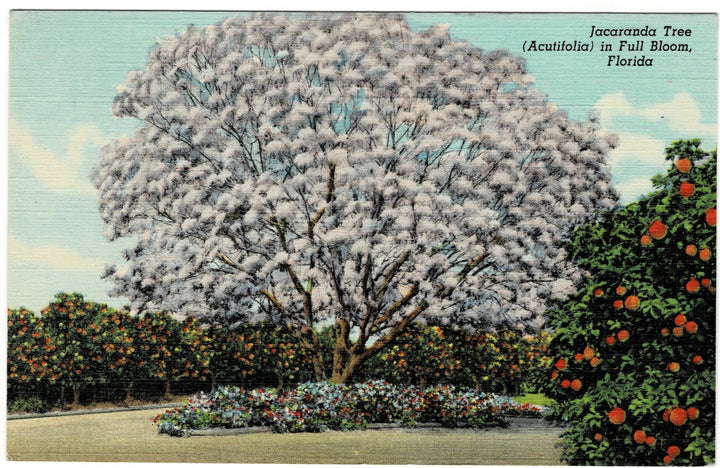 1941 Blossoming Jacaranda Tree Florida Vintage Flora Postcard.