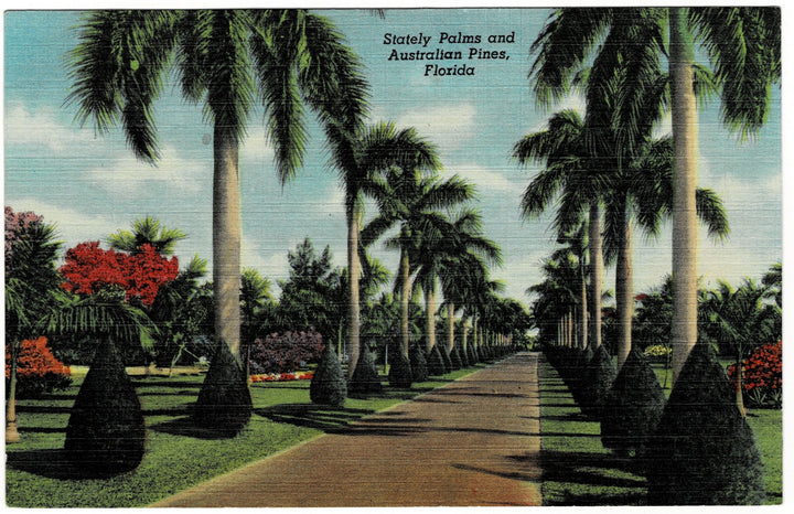 1942 Stately Palm Trees & Australian Pines Miami Florida.