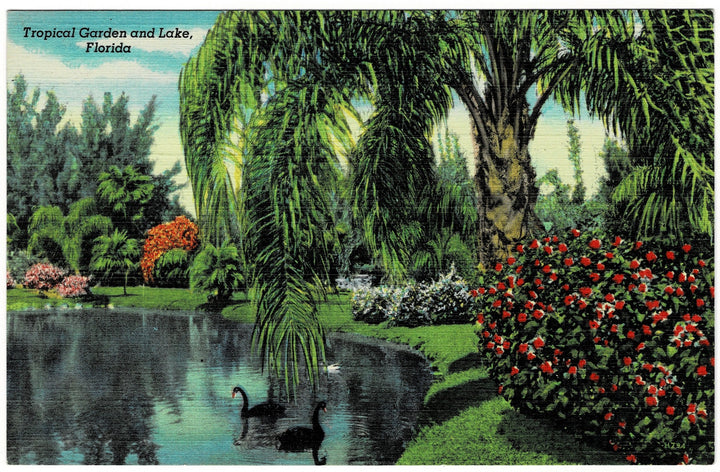 1946 Sarasota Jungle Gardens Florida Vintage Postcard.