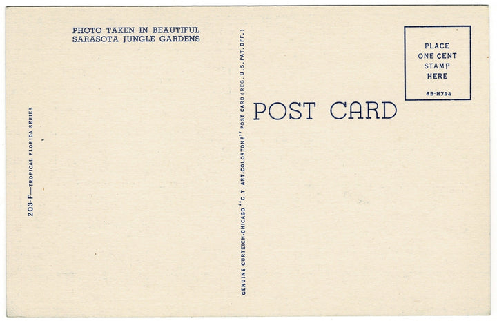 1946 Sarasota Jungle Gardens Florida Vintage Postcard.