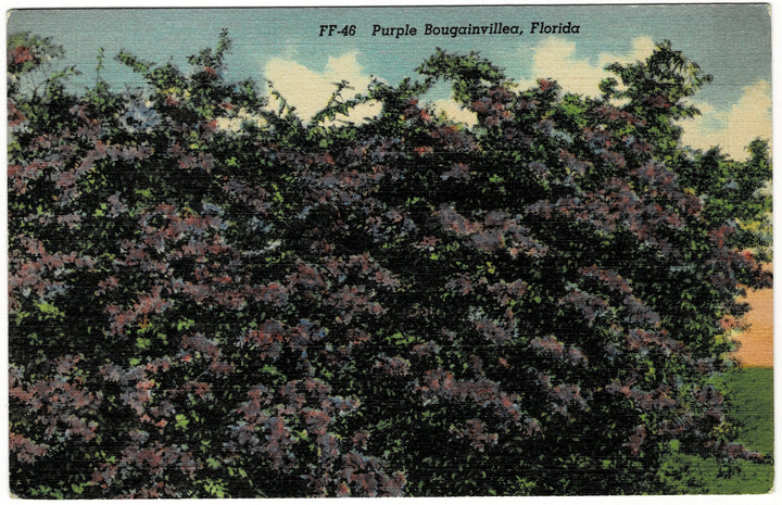 Vintage postcard.