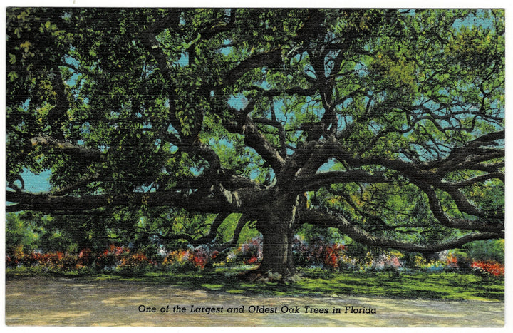 Vintage postcard.