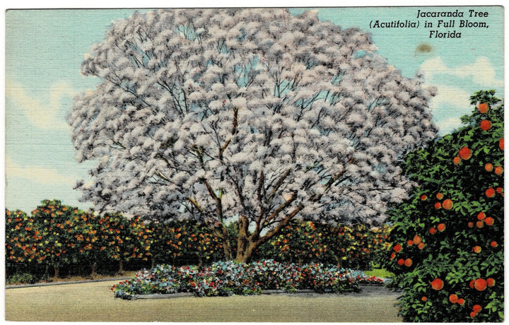 Vintage postcard.