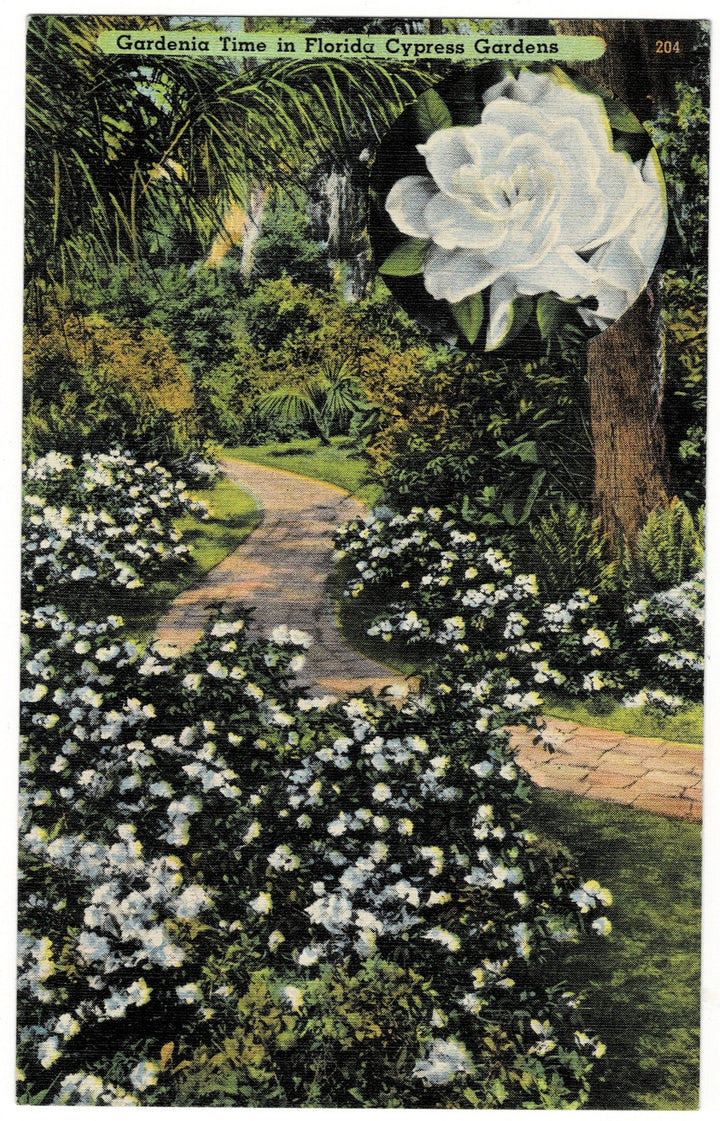 Vintage postcard.