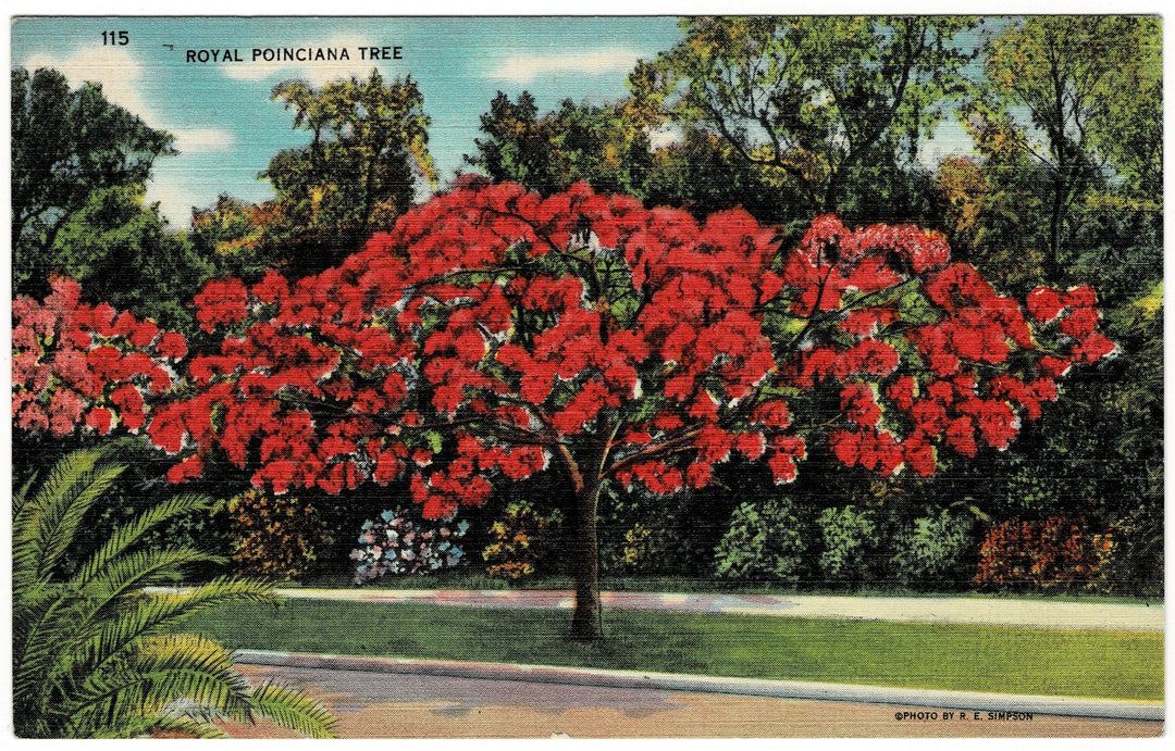 Vintage postcard.