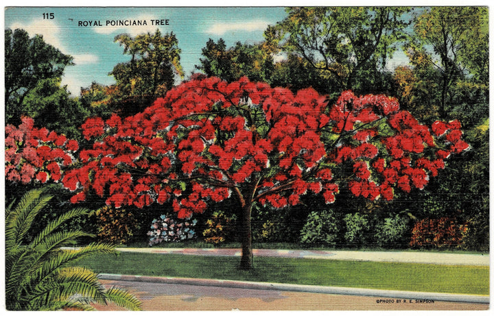 Vintage postcard.