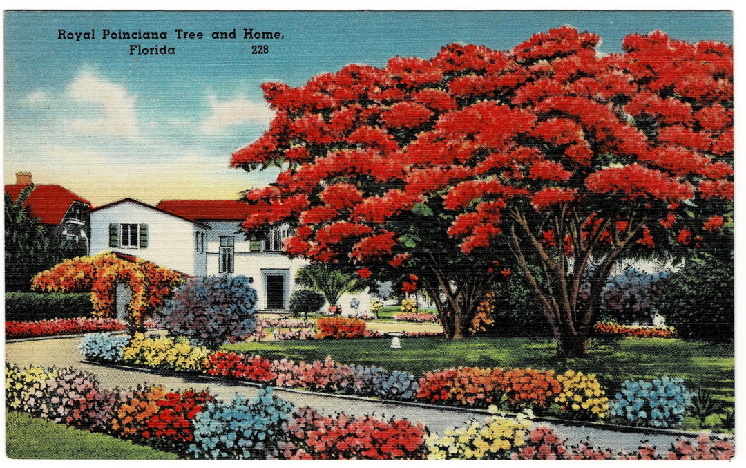 Vintage postcard.
