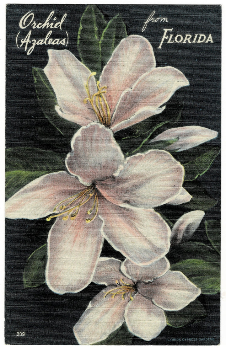 Vintage postcard.