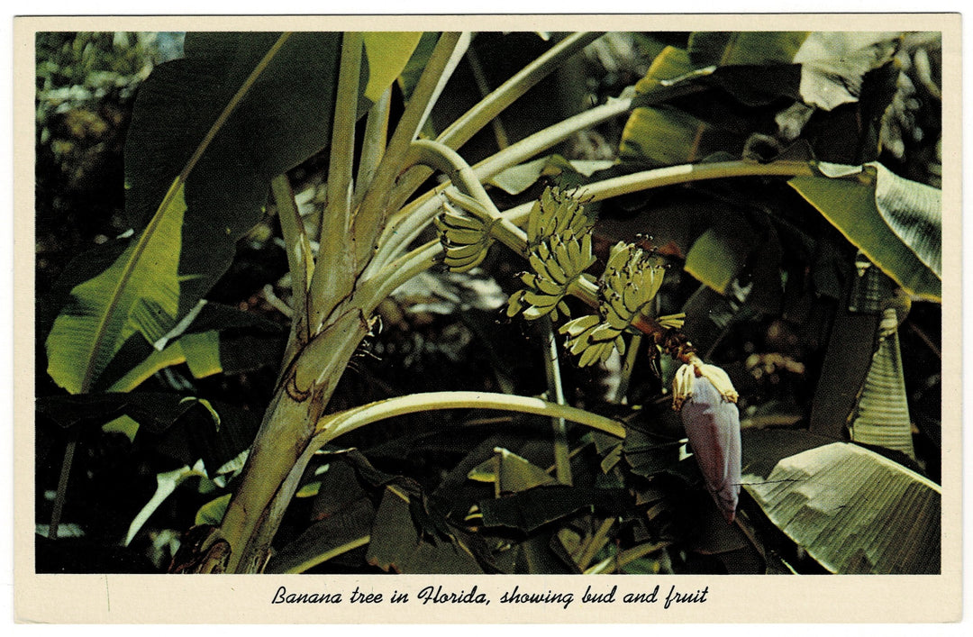 Vintage postcard.