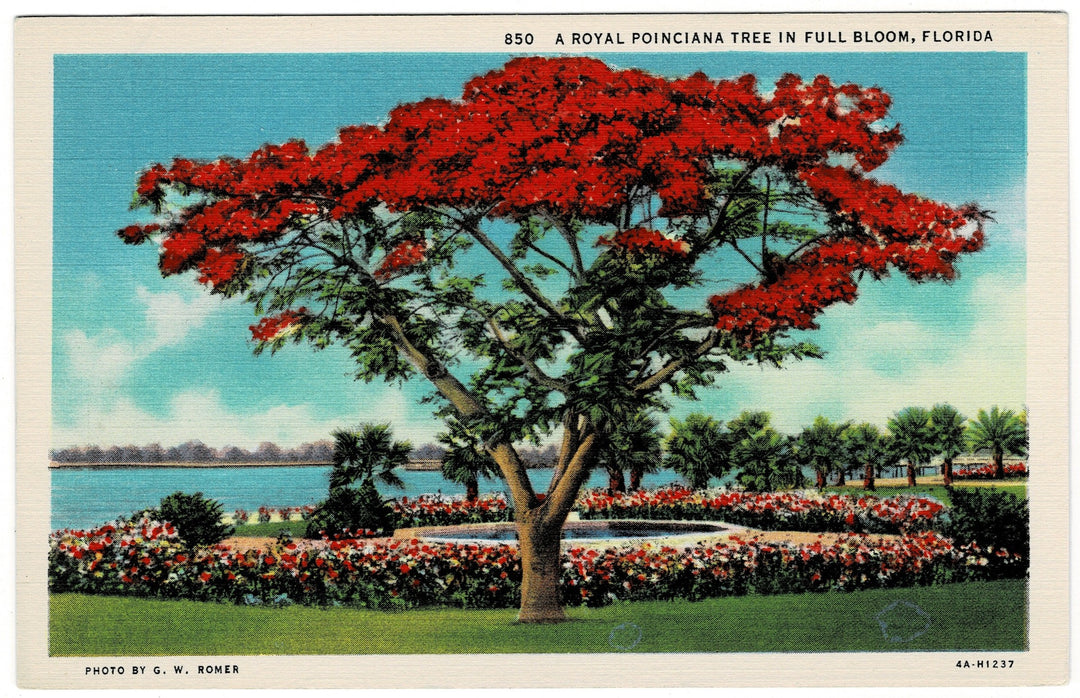 Vintage postcard.
