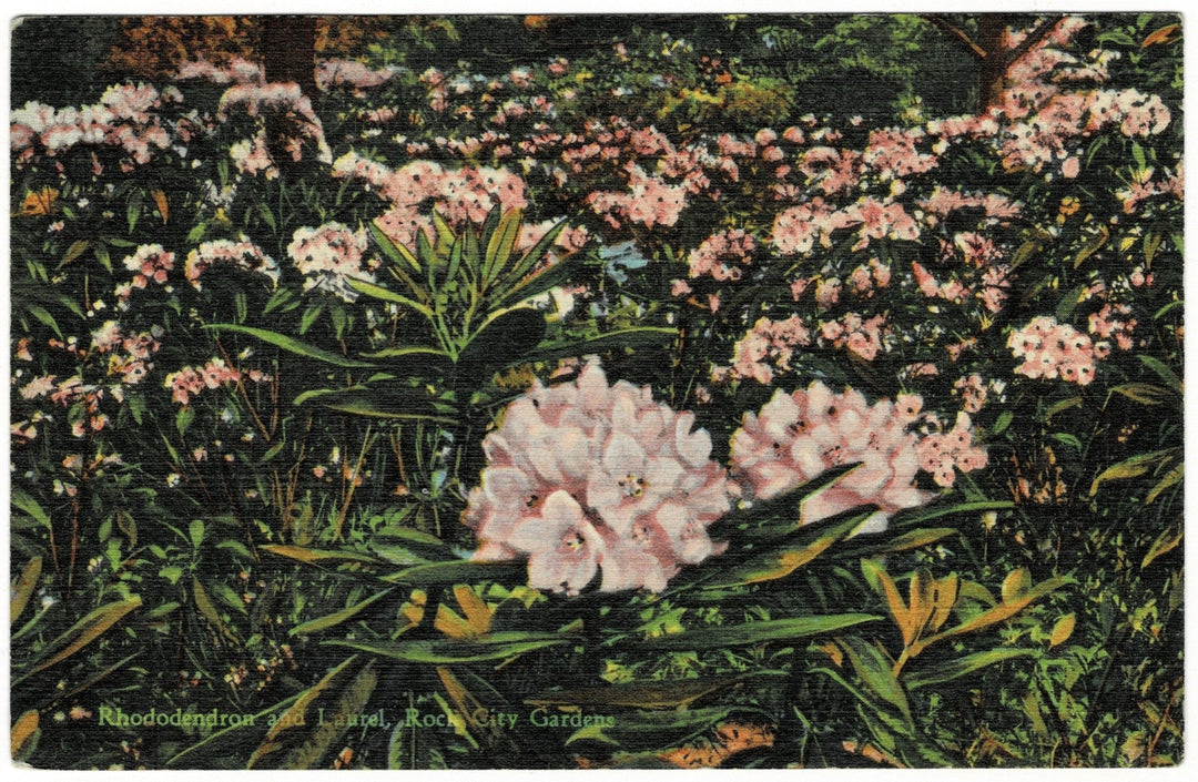 1930s Rhododendron Lookout Mountain Georgia Vintage Postcard.