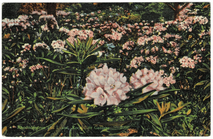 1930s Rhododendron Lookout Mountain Georgia Vintage Postcard.