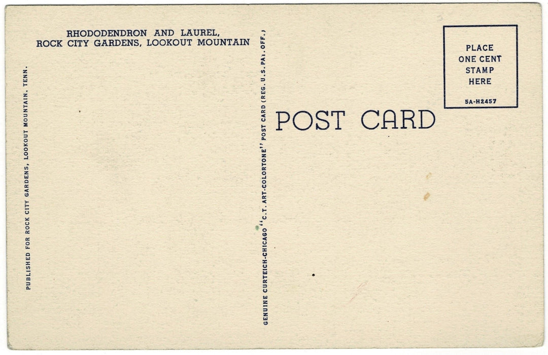 1930s Rhododendron Lookout Mountain Georgia Vintage Postcard, back view.