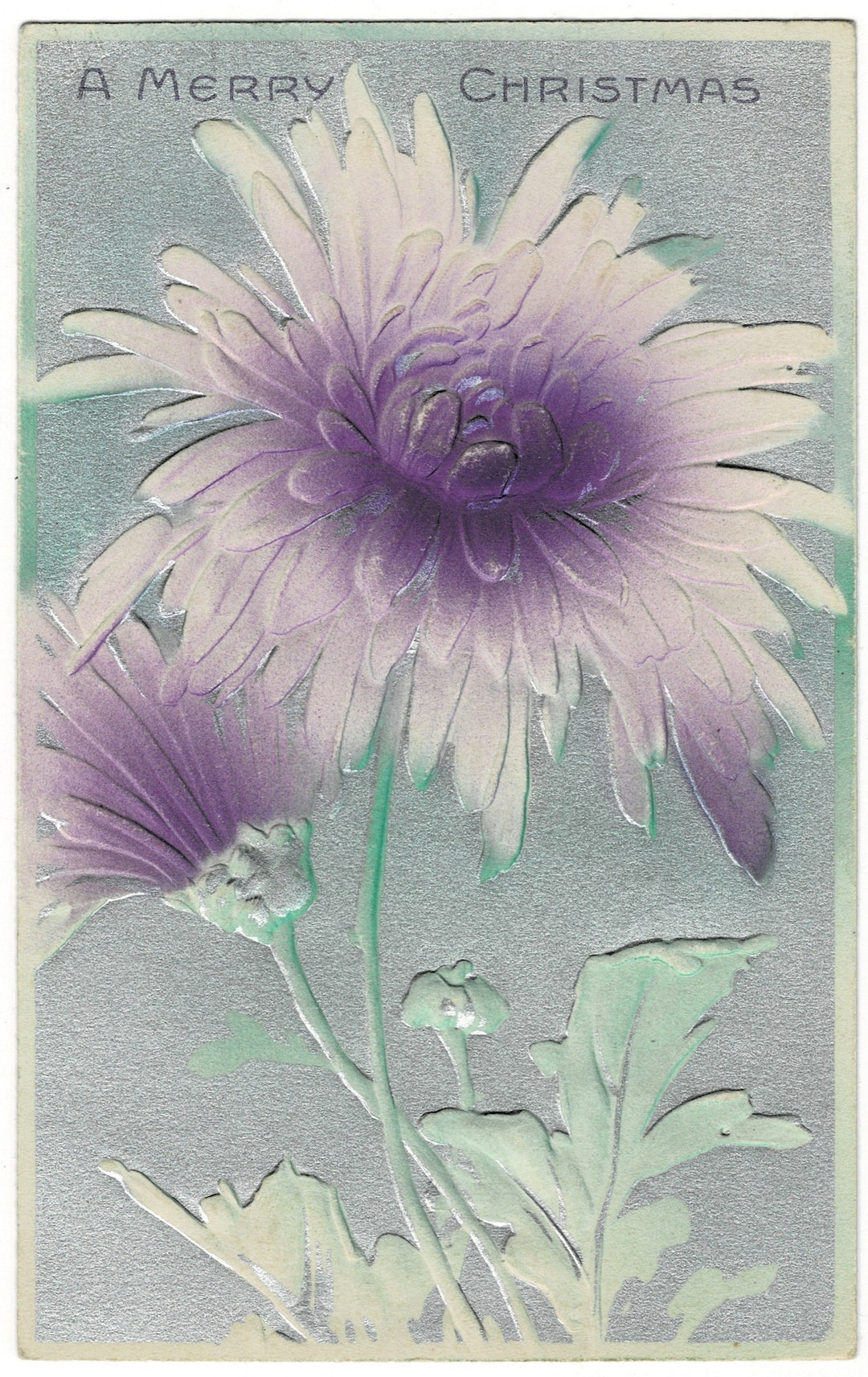 1912 Purple Petals of Goodwill Chrysanthemums Vintage Christmas Postcard.