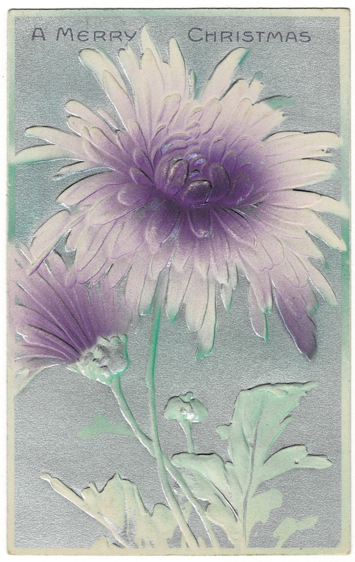 1912 Purple Petals of Goodwill Chrysanthemums Vintage Christmas Postcard.