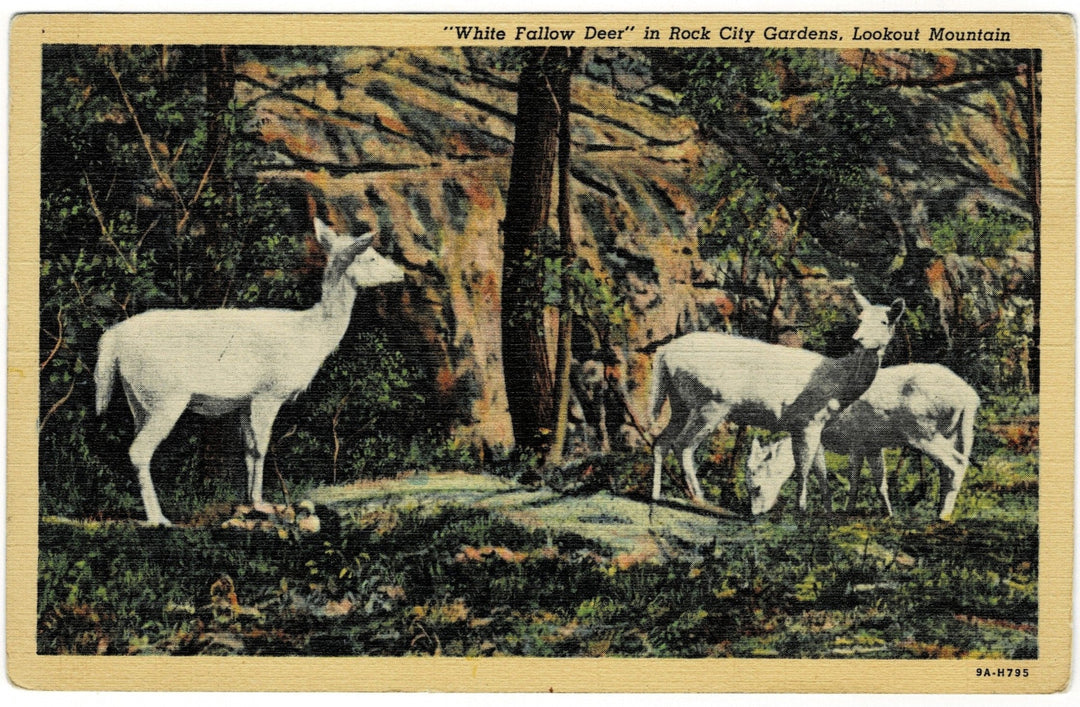 1930s White Fallow Deer Lookout Mountain Georgia Vintage Postcard
