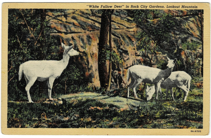 1930s White Fallow Deer Lookout Mountain Georgia Vintage Postcard