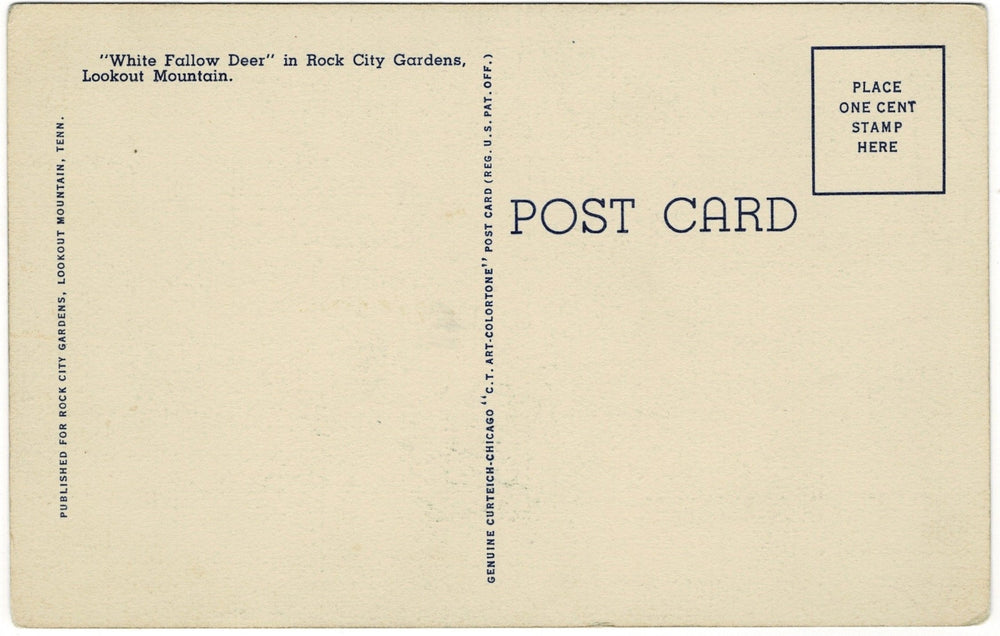 1930s White Fallow Deer Lookout Mountain Georgia Vintage Postcard, back view.