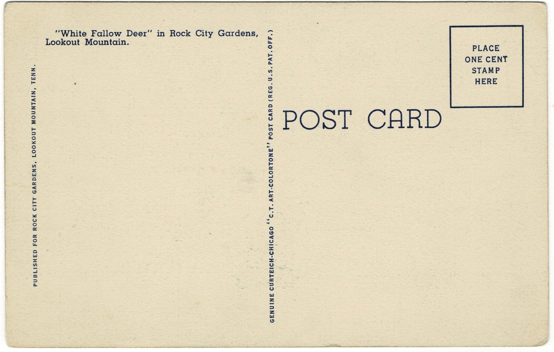 1930s White Fallow Deer Lookout Mountain Georgia Vintage Postcard, back view.