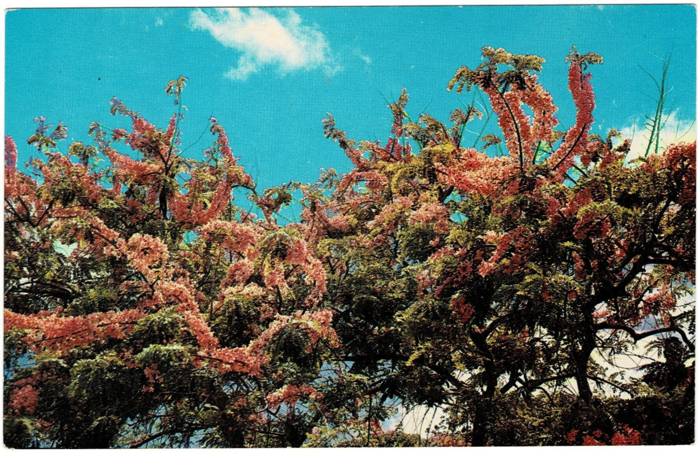 Vintage Hawaii Postcards Featuring Tropical Beauty & Iconic Views