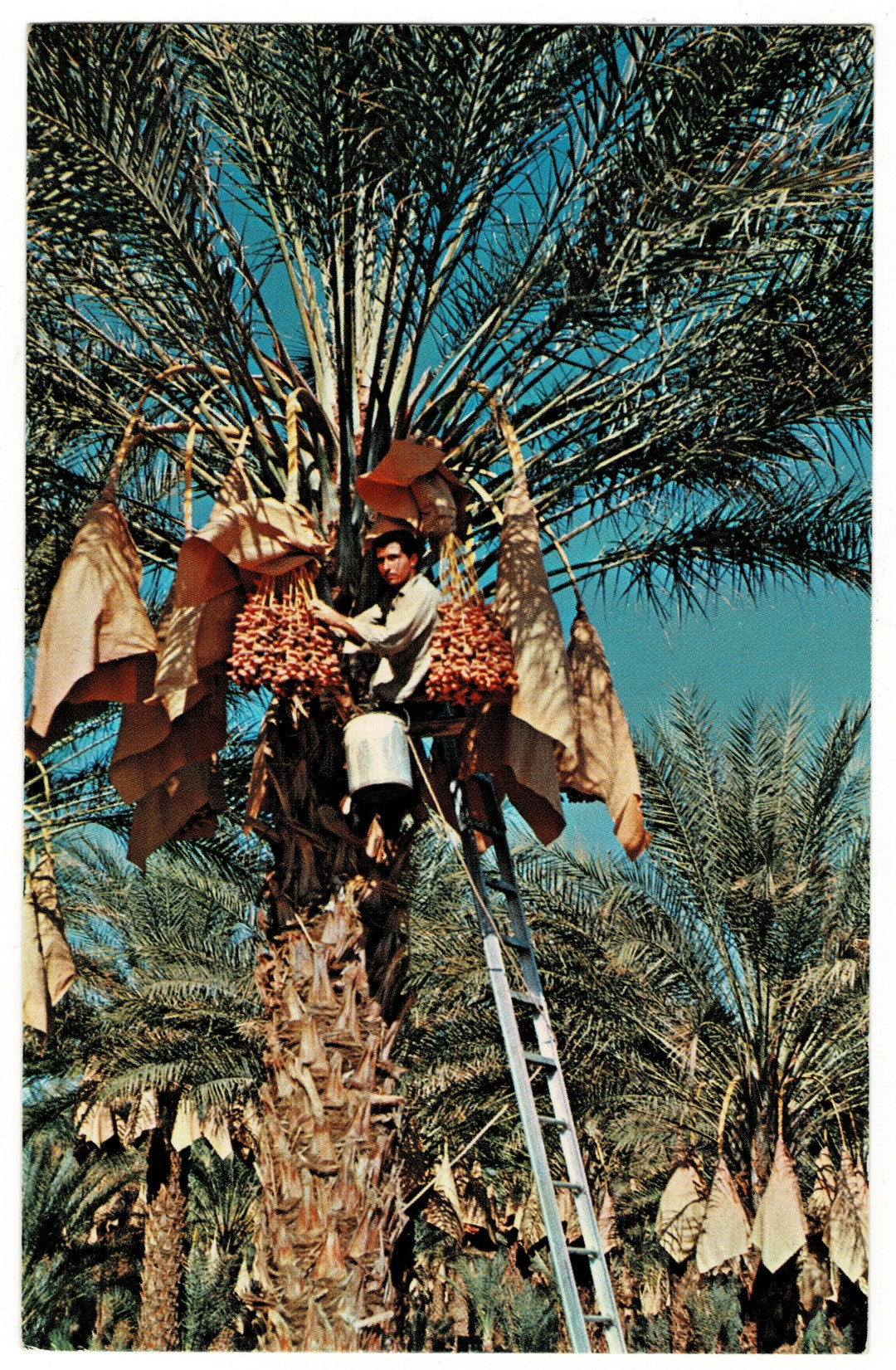 1950-60 Date Farming Harvest in California Vintage Postcard.