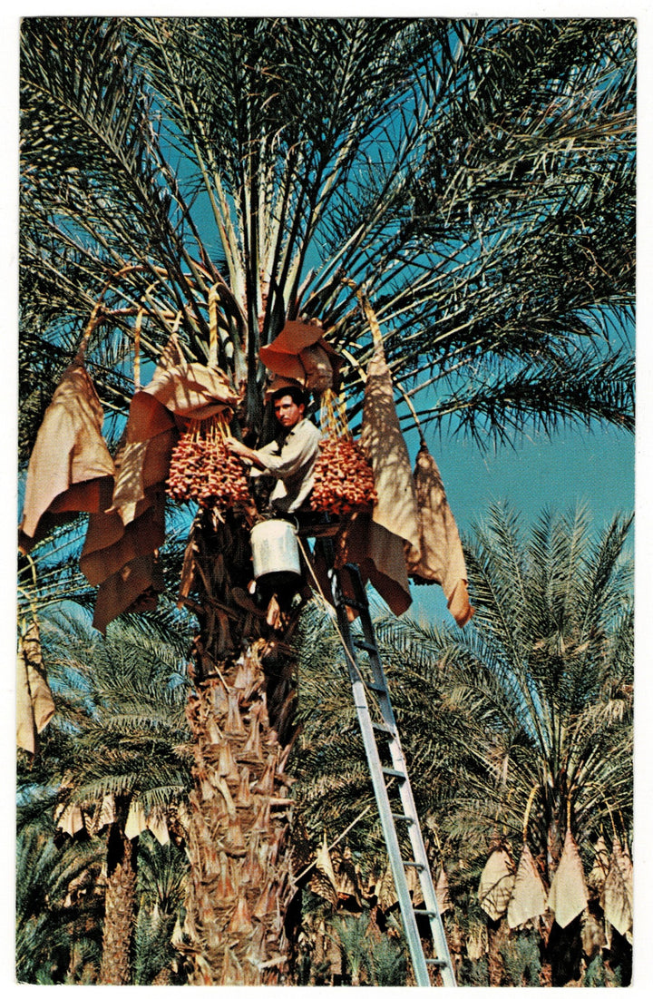 1950-60 Date Farming Harvest in California Vintage Postcard.