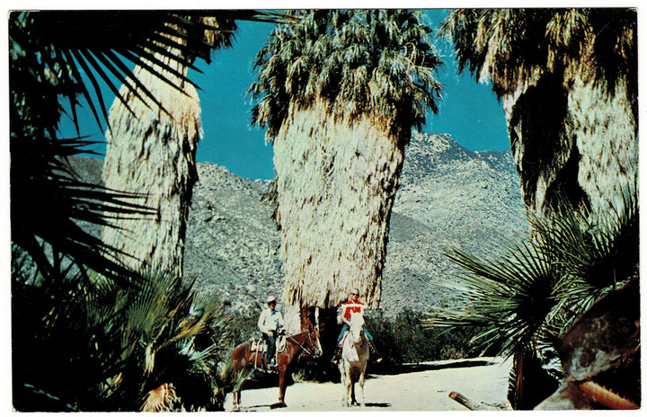 1950s Andreas Canyon Palm Springs California Vintage Postcard.