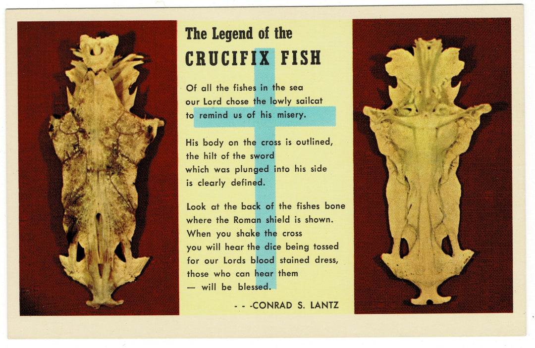 1961 Legend of the Crucifix Fish, Vintage Florida Souvenir Postcard.