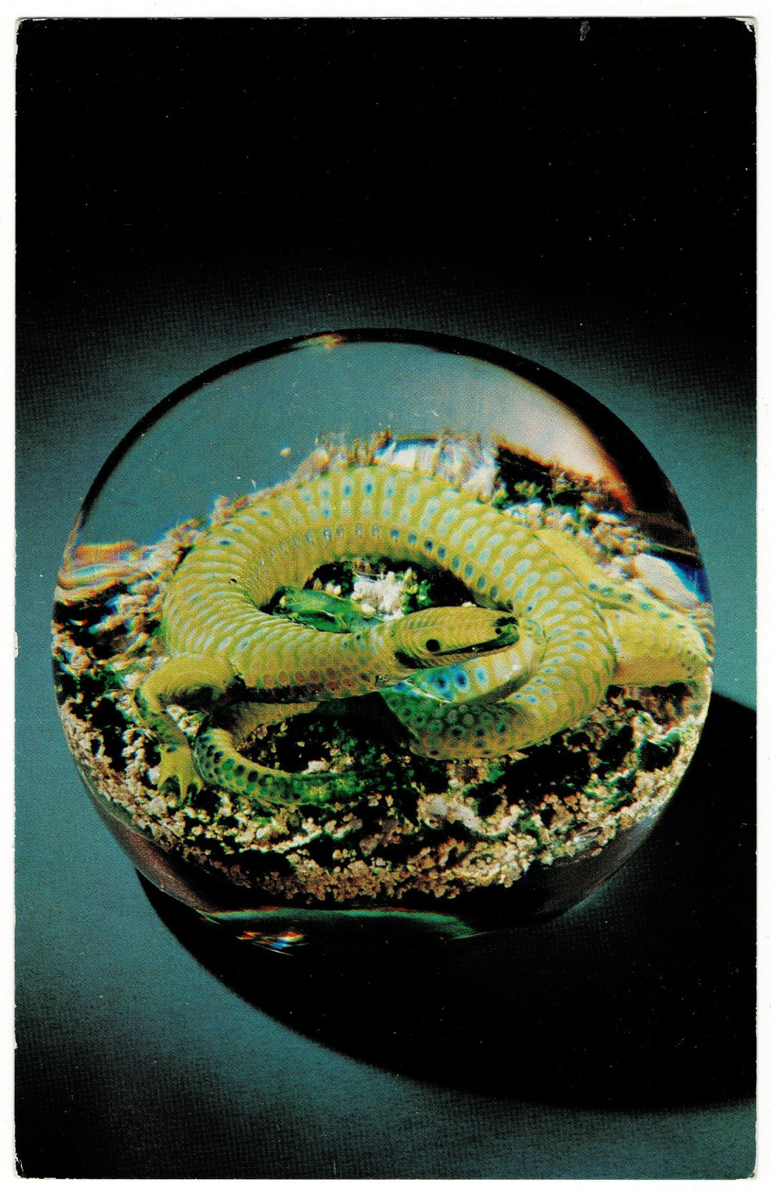 Houghton Salamander Paperweight Corning Museum of Glass New York Vintage Postcard.
