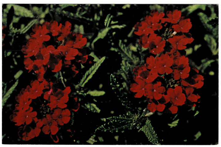 1960s Verbena ‘Blaze’ in Dow Gardens Midland Michigan Vintage Postcard.