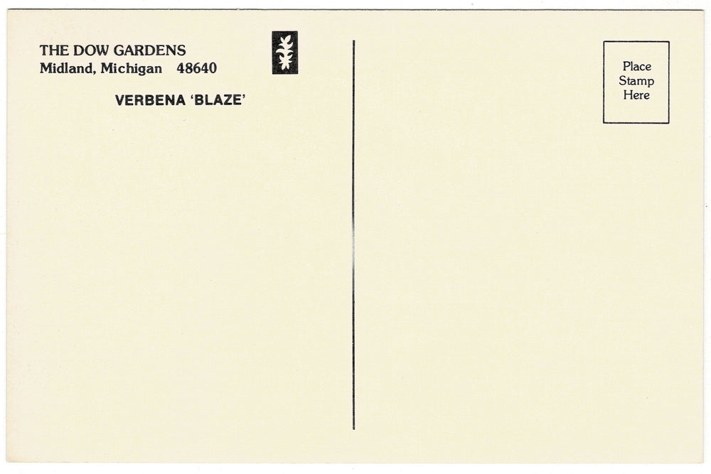 1960s Verbena ‘Blaze’ in Dow Gardens Midland Michigan Vintage Postcard, back view.