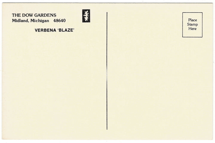 1960s Verbena ‘Blaze’ in Dow Gardens Midland Michigan Vintage Postcard, back view.