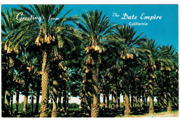 1950s Date Groves Laden with Fruit, Coachella Valley, California, vintage postcard.