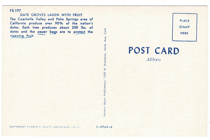 1950s Date Groves Laden with Fruit, Coachella Valley, California, vintage postcard, back view.
