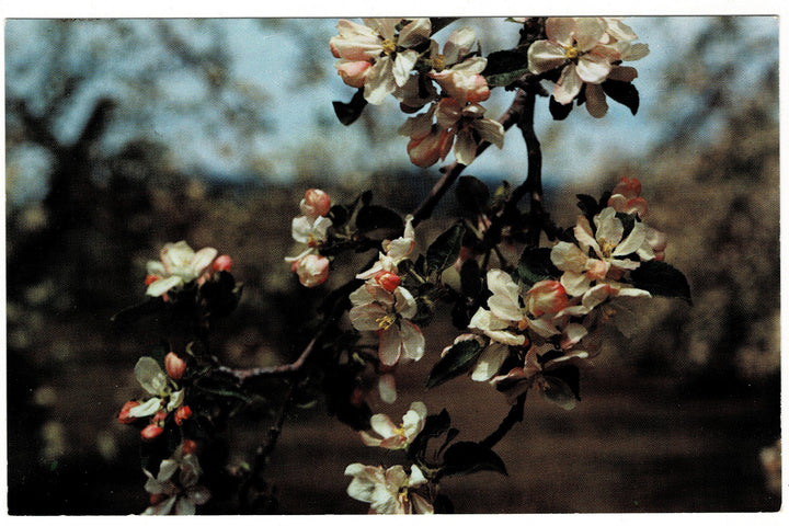 1950s Apple Blossoms in Eastern Washington Vintage Flora Postcard.