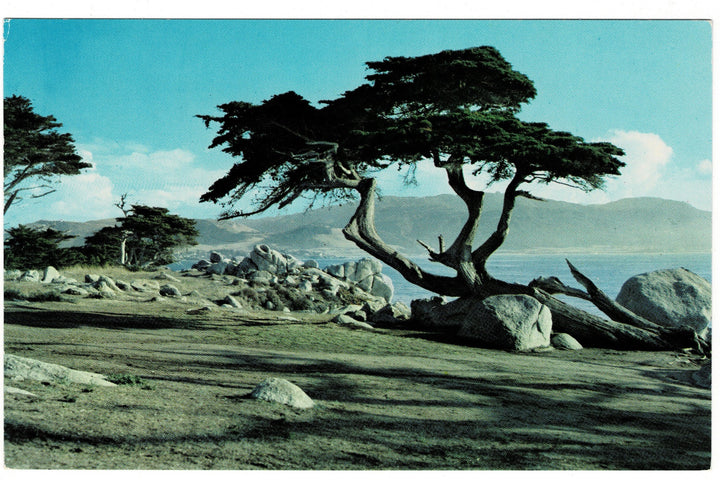 1950s Monterey Cypress Tree Pebble Beach California Vintage Postcard.