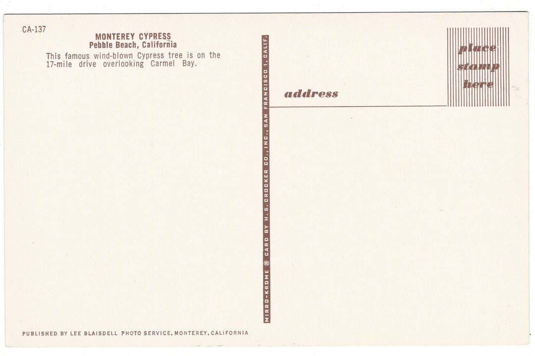 1950s Monterey Cypress Tree Pebble Beach California Vintage Postcard, back view.