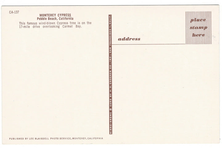 1950s Monterey Cypress Tree Pebble Beach California Vintage Postcard, back view.