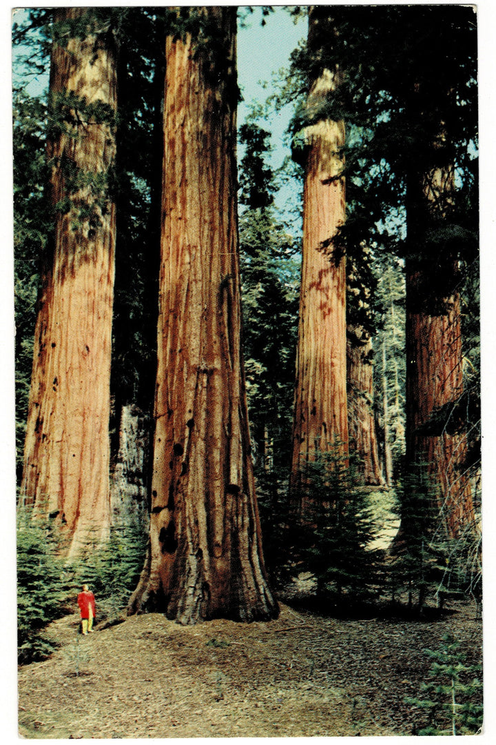 Giant sequoia trees with a person for scale in a forest setting - Giant Sequoias of Mariposa Grove in Yosemite National Park vintage postcard.