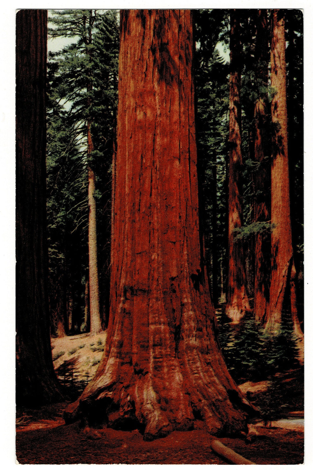 1950 Sequoias Mariposa Grove Yosemite National Park Vintage Postcard.